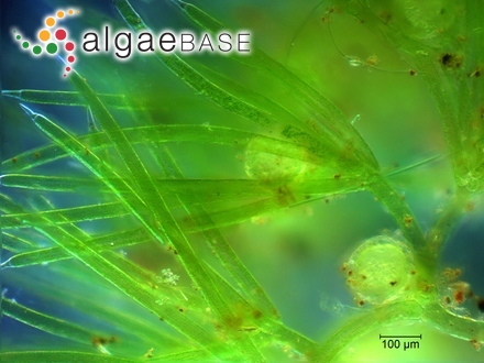 Nitella confervacea (Brébisson) A.Braun ex Leonhardi