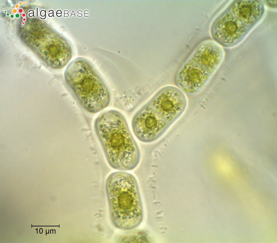 Chroodactylon ornatum (C.Agardh) Basson