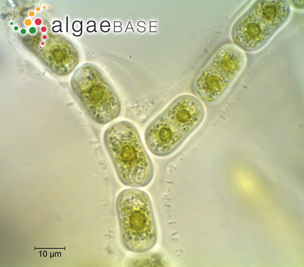 Chroodactylon ornatum (C.Agardh) Basson