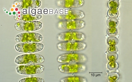 Navicula mutica Kützing