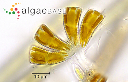 Rhoicosphenia abbreviata (C.Agardh) Lange-Bertalot