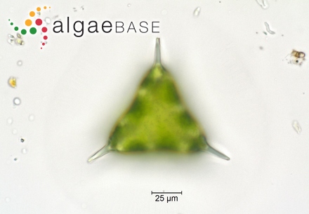 Staurastrum longispinum (Bailey) W.Archer