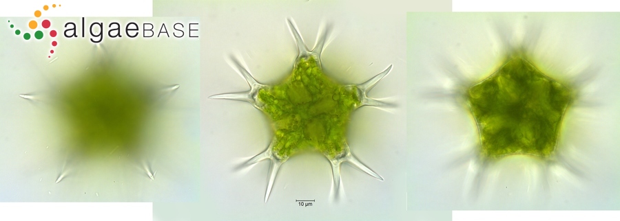 Staurastrum brasiliense Nordstedt