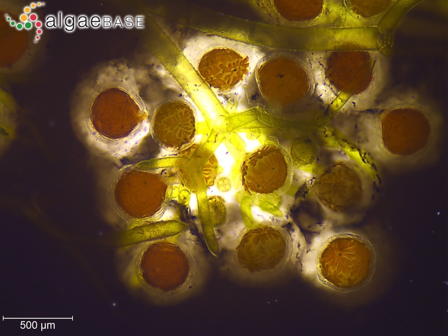 Nitella capillaris (Krocker) J.Groves & Bullock-Webster