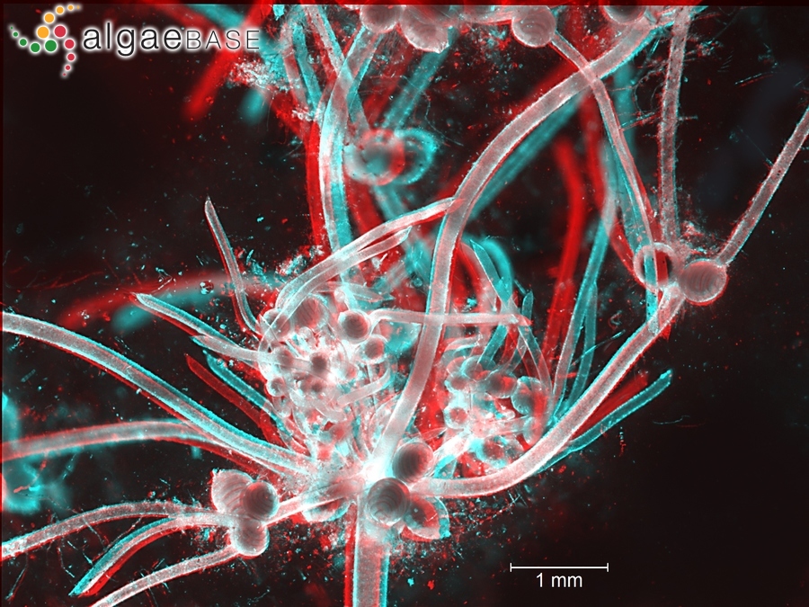 Nitella capillaris (Krocker) J.Groves & Bullock-Webster