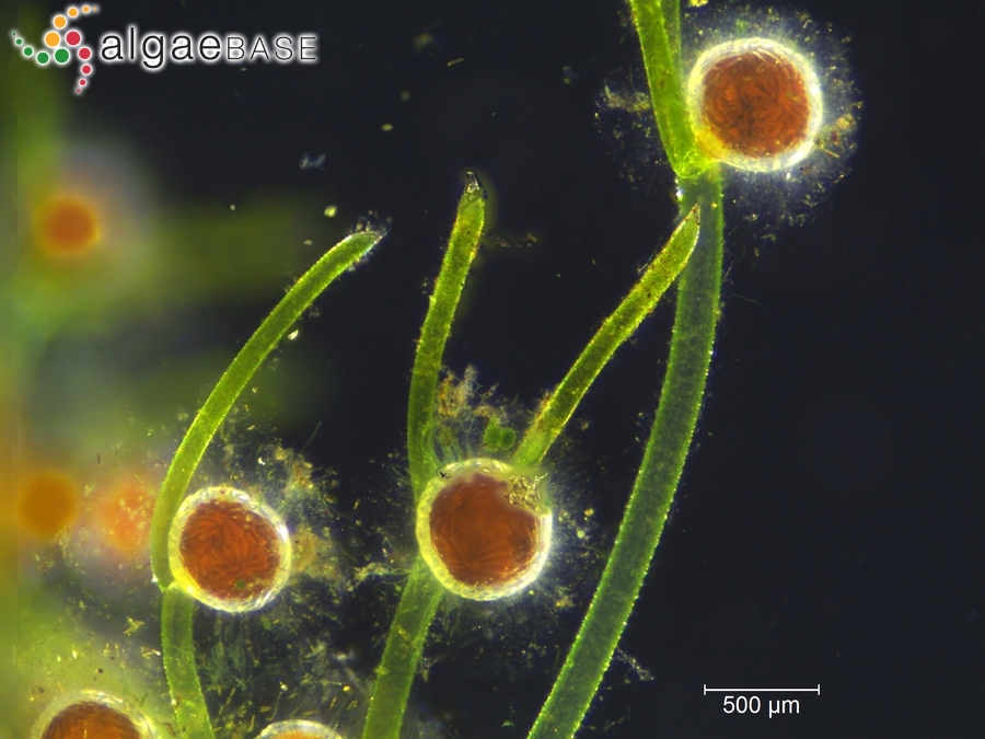 Nitella capillaris (Krocker) J.Groves & Bullock-Webster