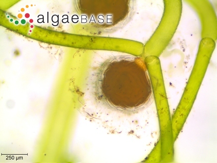 Diploneis oculata (Brébisson) Cleve