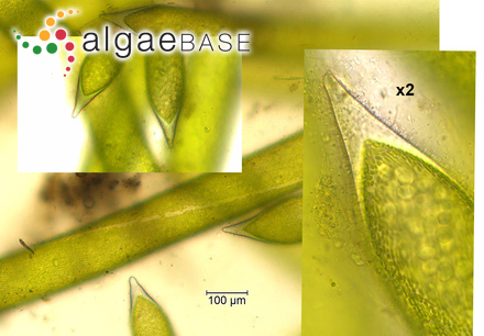 Nitella capillaris (Krocker) J.Groves & Bullock-Webster