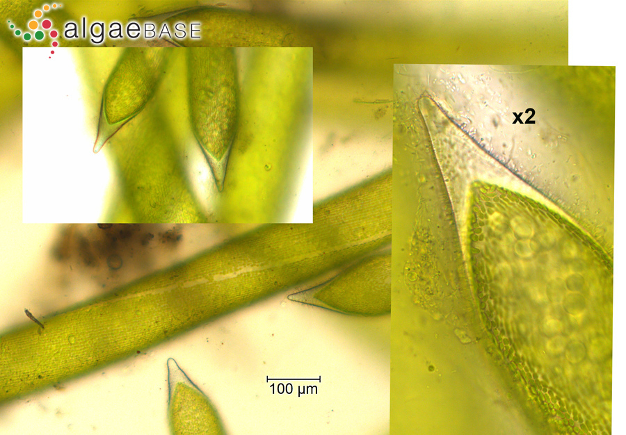 Nitella capillaris (Krocker) J.Groves & Bullock-Webster