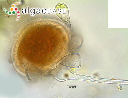 Nitzschia tryblionella Hantzsch
