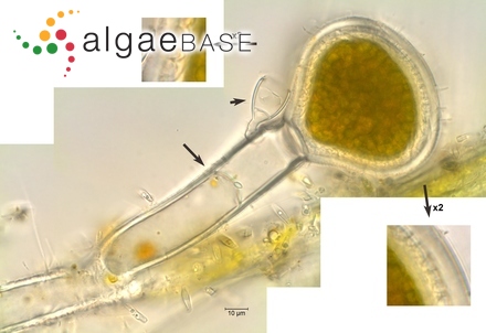 Nitzschia valdestriata Aleem & Hustedt