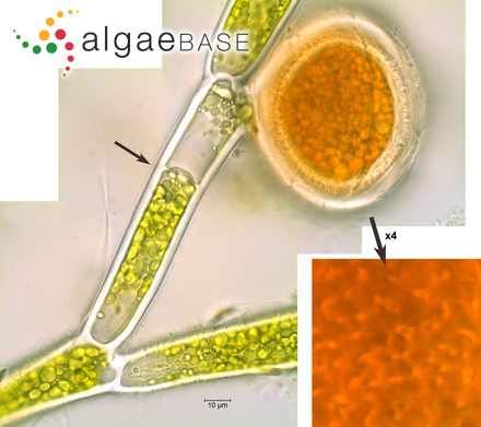 Bulbochaete setigera C.Agardh ex Hirn