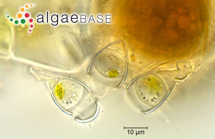 Bulbochaete setigera C.Agardh ex Hirn