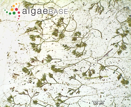 Chaetophoropsis elegans (Roth) B.Wen Liu, Qian Xiong, X.Dong Liu, Z.Yu Hu & G.Xiang Liu