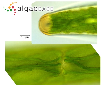 Closterium didymotocum Corda ex Ralfs