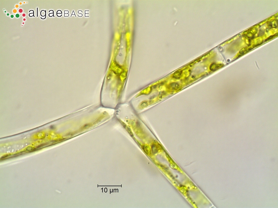 Chaetophoropsis elegans (Roth) B.Wen Liu, Qian Xiong, X.Dong Liu, Z.Yu Hu & G.Xiang Liu