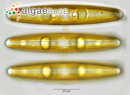 Navicula oblonga (Kützing) Kützing