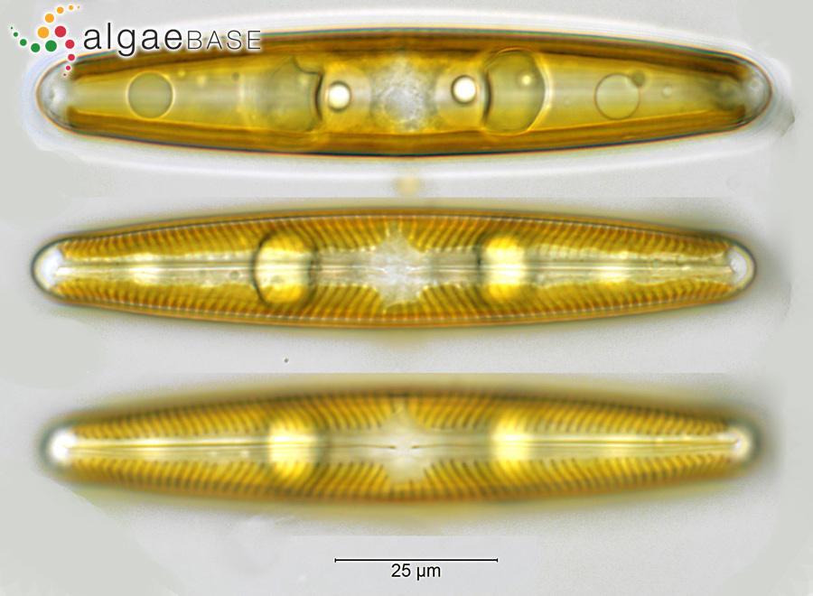 Navicula oblonga (Kützing) Kützing
