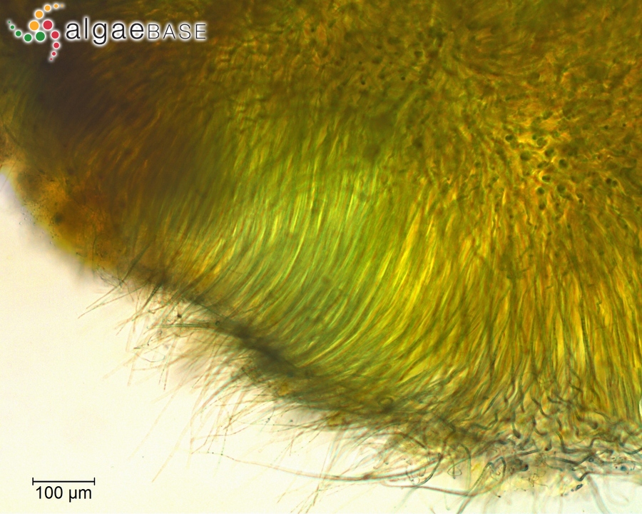 Rivularia nitida C.Agardh ex Bornet & Flahault