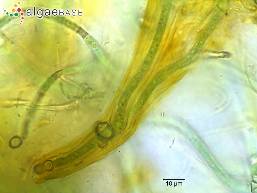 Rivularia nitida C.Agardh ex Bornet & Flahault