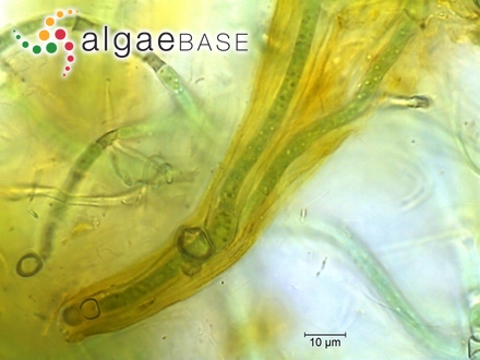 Rivularia nitida C.Agardh ex Bornet & Flahault
