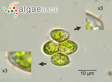 Desmodesmus denticulatus (Lagerheim) S.S.An, T.Friedl & E.Hegewald