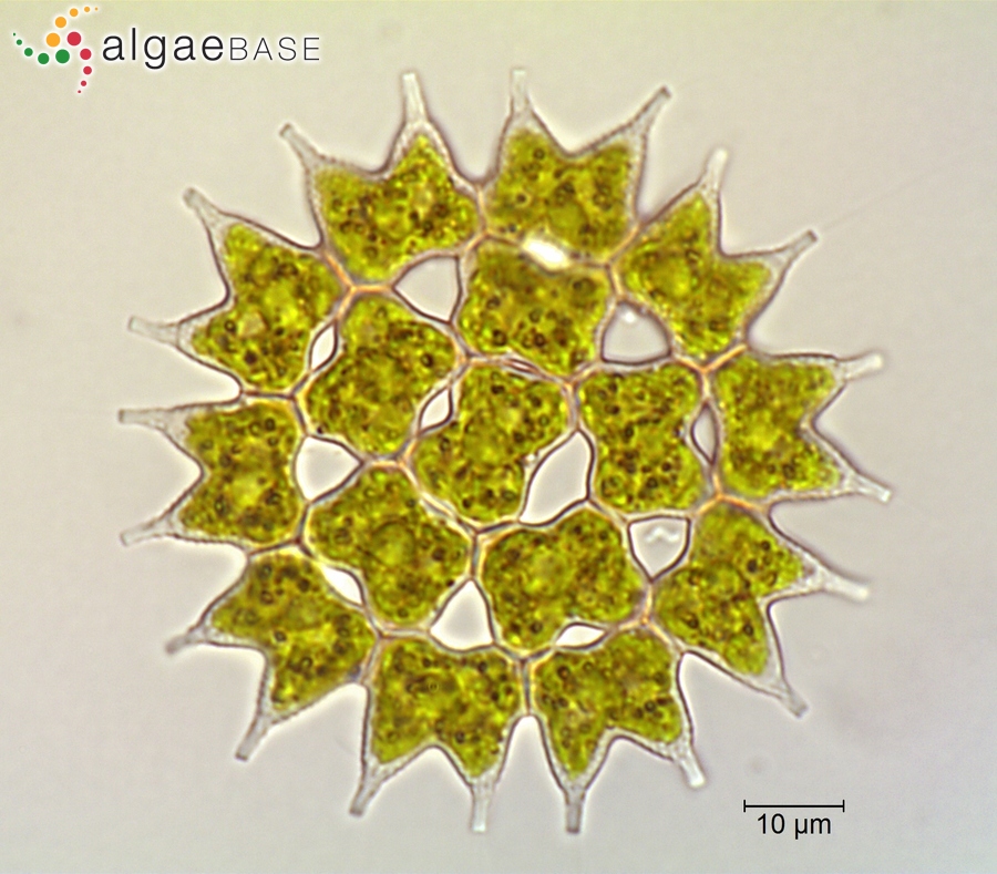 Pediastrum duplex Meyen