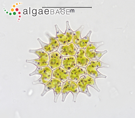 Pseudopediastrum boryanum (Turpin) E.Hegewald