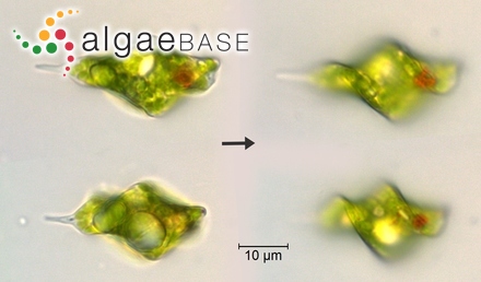 Lithothamnion myriocarpum Foslie
