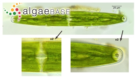 Closterium closterioides (Ralfs) A.Louis & Peeters