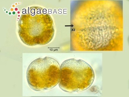 Biecheleria pseudopalustris (J.Schiller) Moestrup, K.Lindberg & Daugbjerg