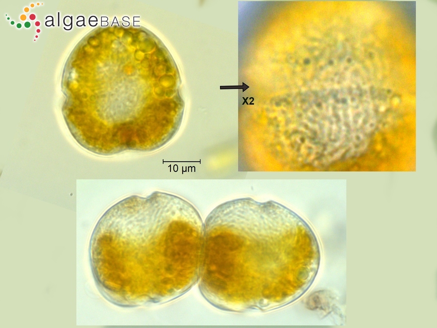 Biecheleria pseudopalustris (J.Schiller) Moestrup, K.Lindberg & Daugbjerg