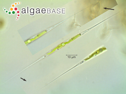 Closteriopsis acicularis (Chodat) J.H.Belcher & Swale