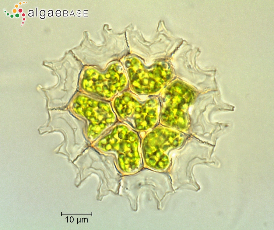 Pediastrum angulosum Ehrenberg ex Meneghini