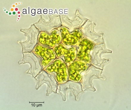 Pediastrum angulosum Ehrenberg ex Meneghini