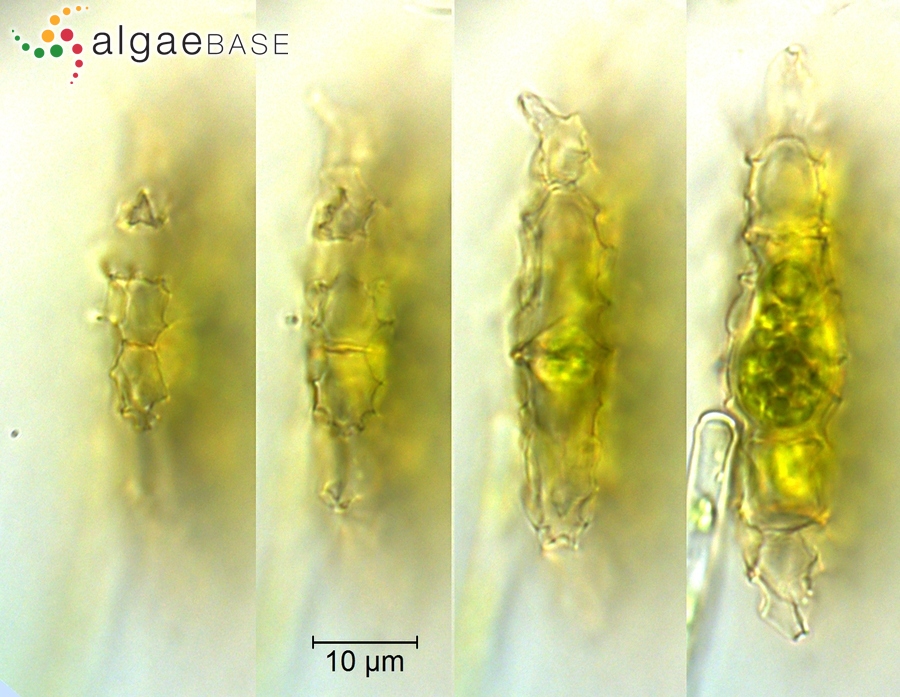 Pediastrum angulosum Ehrenberg ex Meneghini