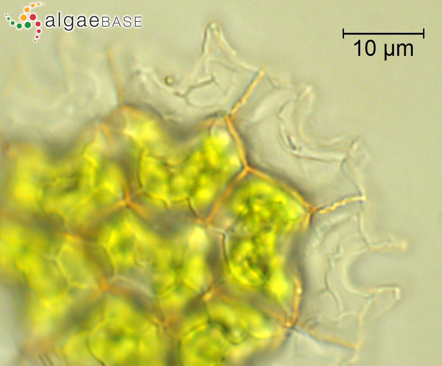 Pediastrum angulosum Ehrenberg ex Meneghini