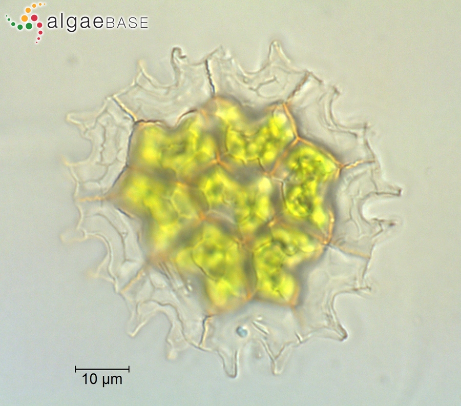 Pediastrum angulosum Ehrenberg ex Meneghini