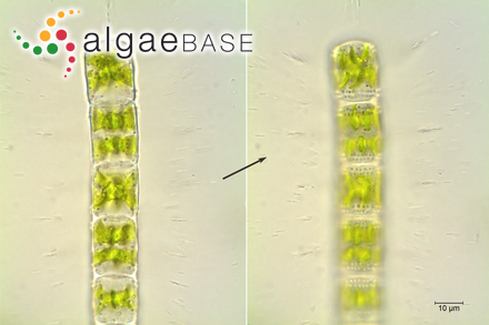 Klebsormidium mucosumFreshwater Alga