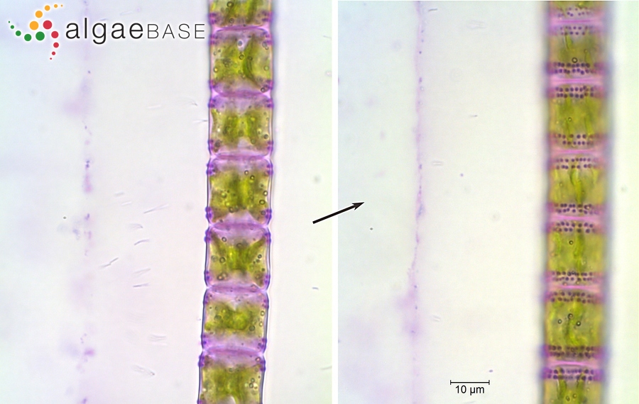 Hyalotheca mucosa Ralfs