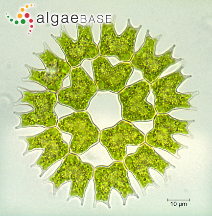 Parapediastrum biradiatum (Meyen) E.Hegewald