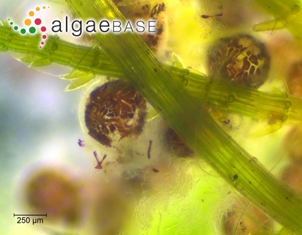 Chara fragifera Durieu