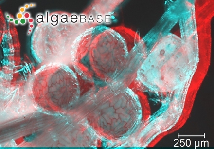 Chantransia chalybea var. fuscoviolacea Hansgirg