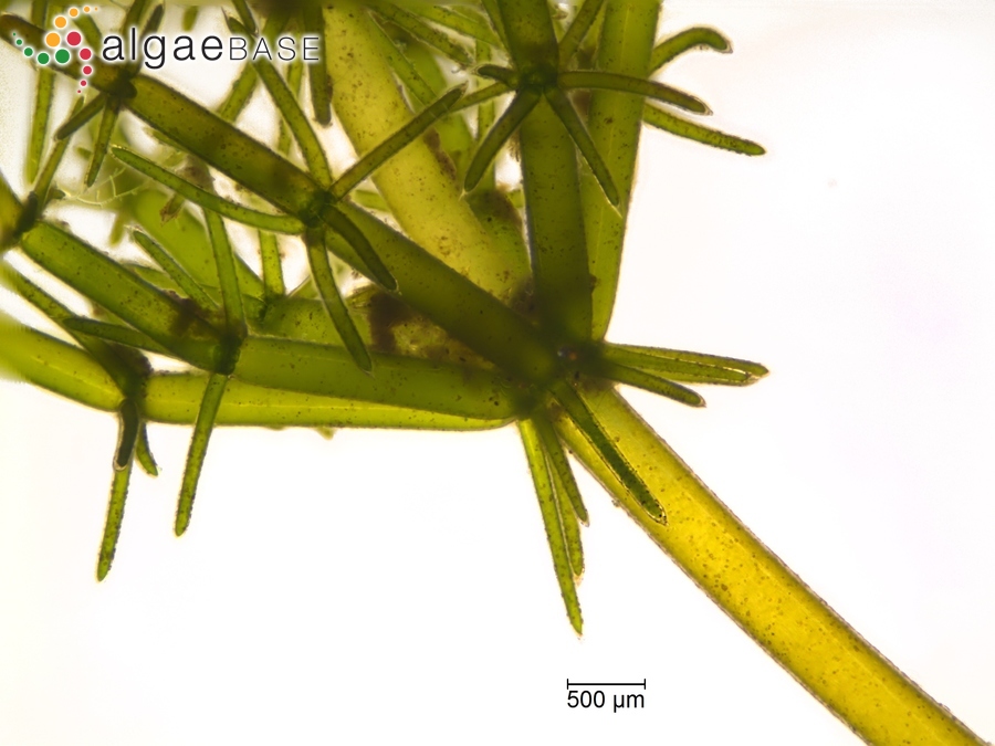 Lamprothamnium papulosum (Wallroth) J.Groves