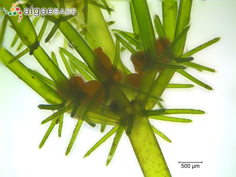 Lamprothamnium papulosum (Wallroth) J.Groves