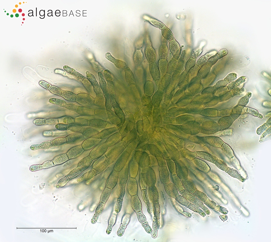 Paralemanea catenata (Kützing) M.L.Vis & Sheath