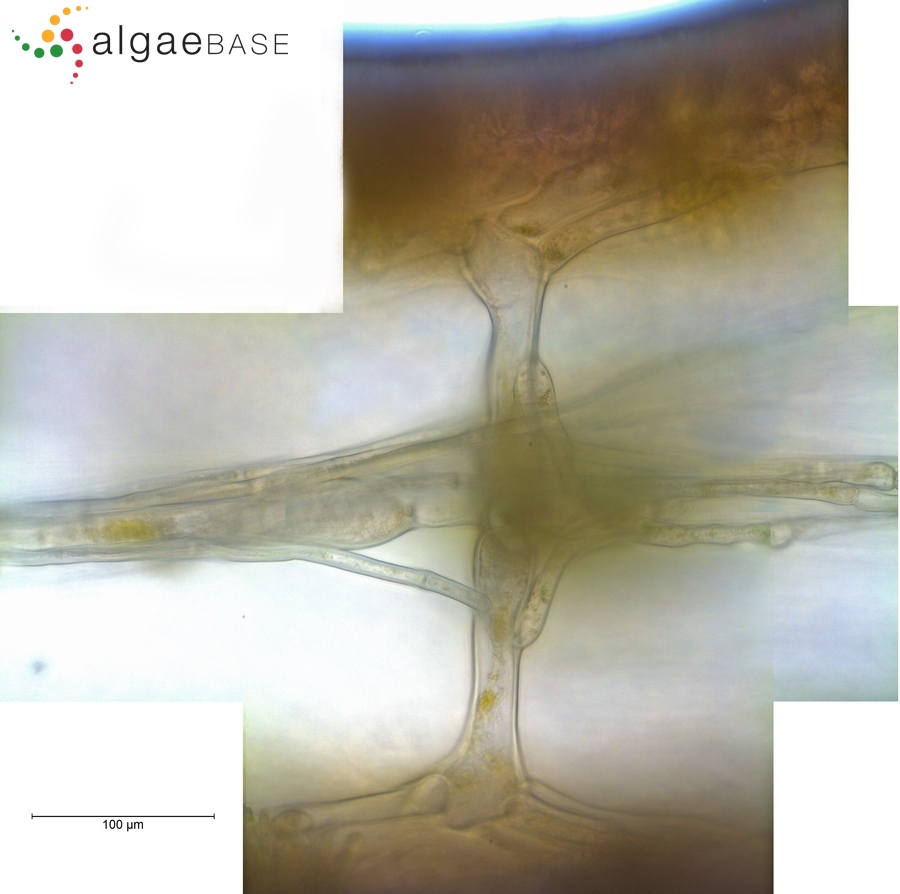 Paralemanea catenata (Kützing) M.L.Vis & Sheath