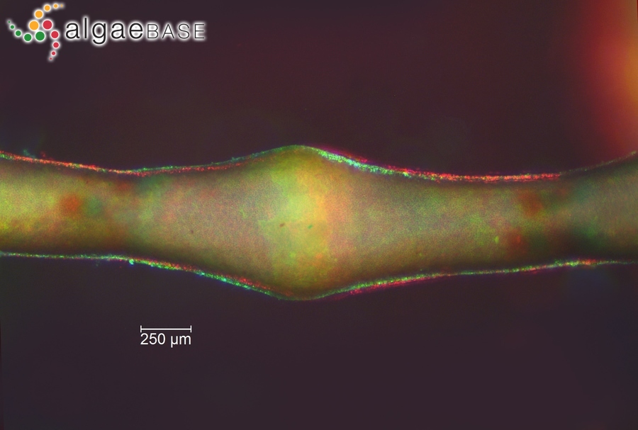 Paralemanea catenata (Kützing) M.L.Vis & Sheath