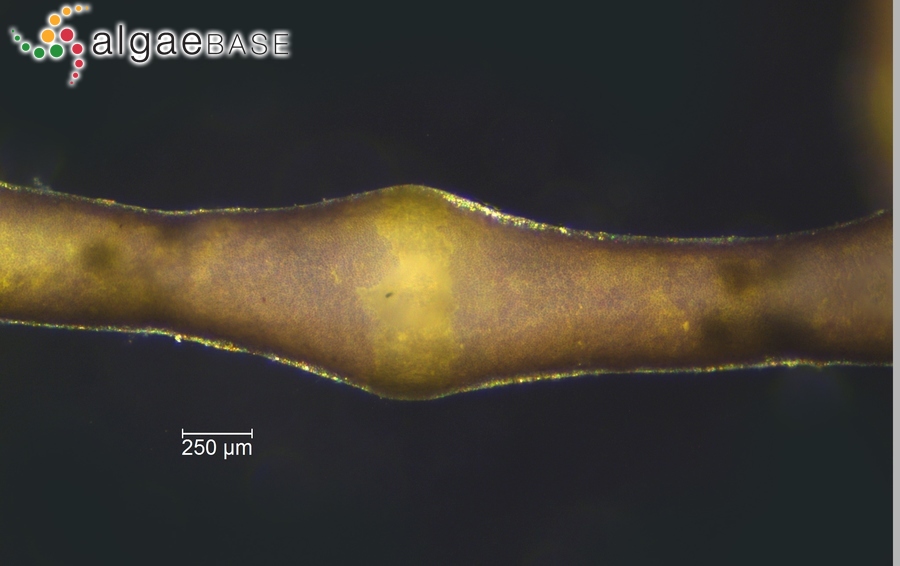 Paralemanea catenata (Kützing) M.L.Vis & Sheath