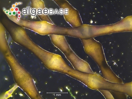 Amphiroa radiata (Lamarck) Blainville